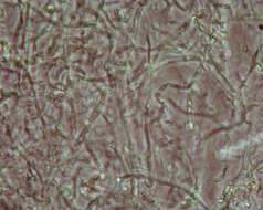 Image of Ascotremella