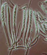 Image of Ascotremella