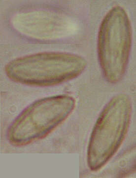 Image of Ascotremella