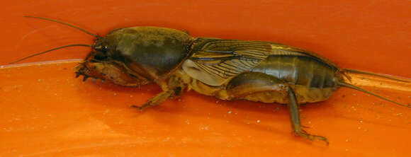 Image of European Mole Cricket