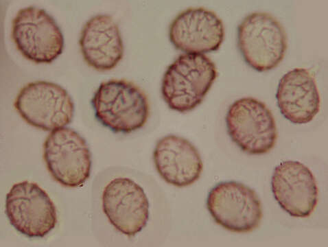 Image of Lactarius salmonicolor R. Heim & Leclair 1953