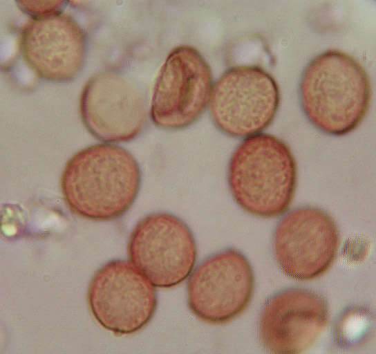 Image of Chromocyphellaceae