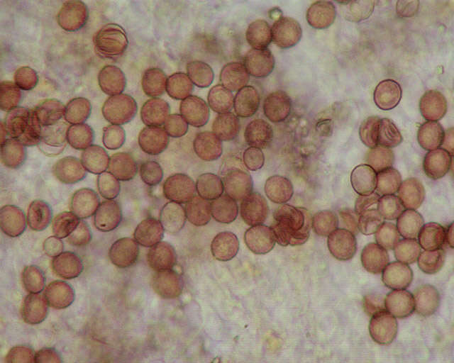 Image of Chromocyphellaceae