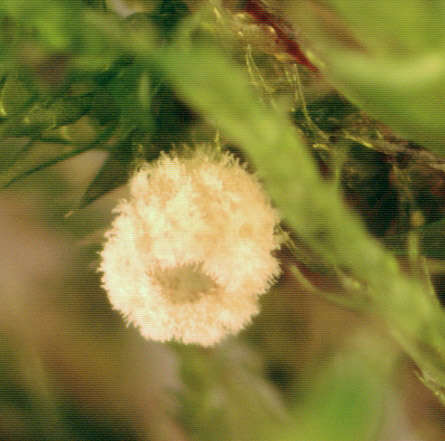 Image of Chromocyphellaceae