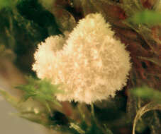 Image de Chromocyphellaceae
