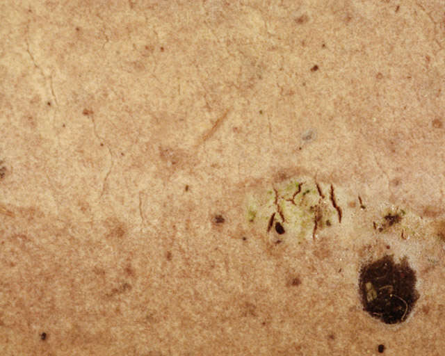 Image de Amylostereum laevigatum (Fr.) Boidin 1958