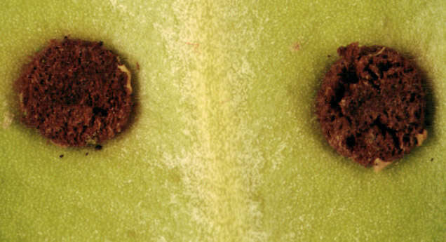 Imagem de Puccinia buxi Sowerby 1809