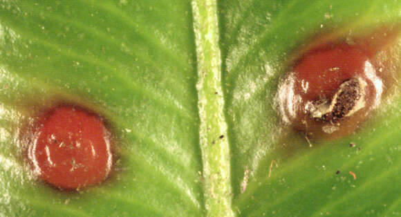 Imagem de Puccinia buxi Sowerby 1809