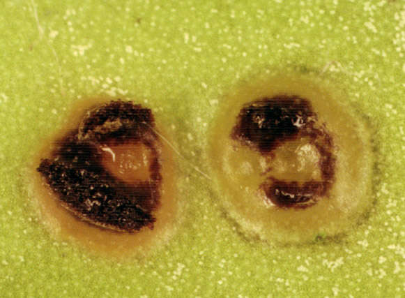 Imagem de Puccinia buxi Sowerby 1809