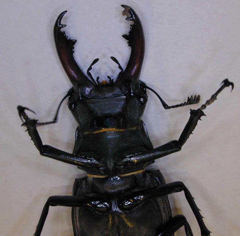 Image of Stag beetle