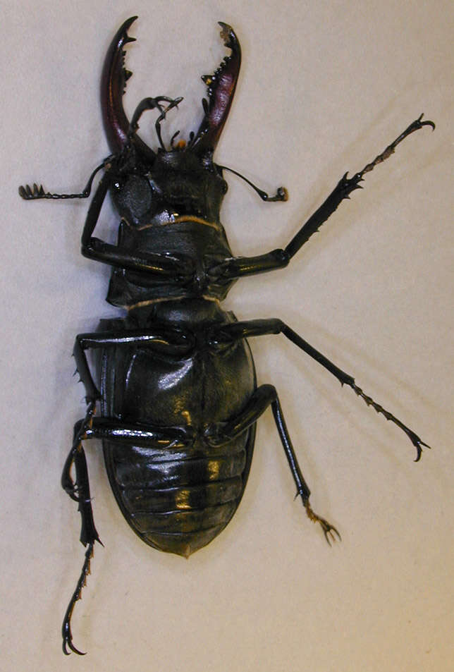 Image of Stag beetle