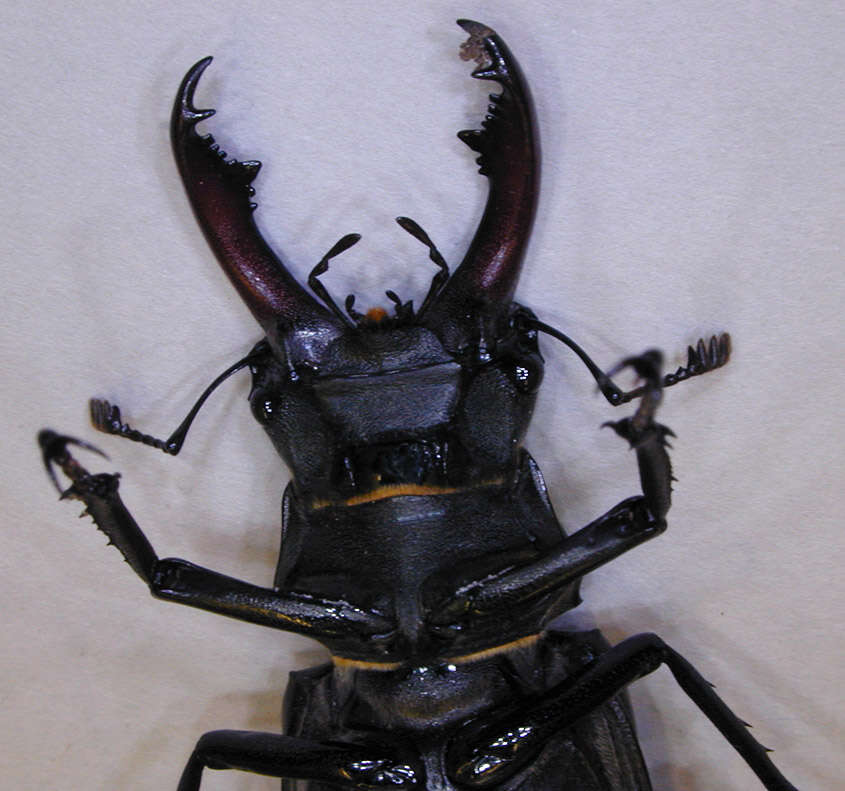 Image of Stag beetle