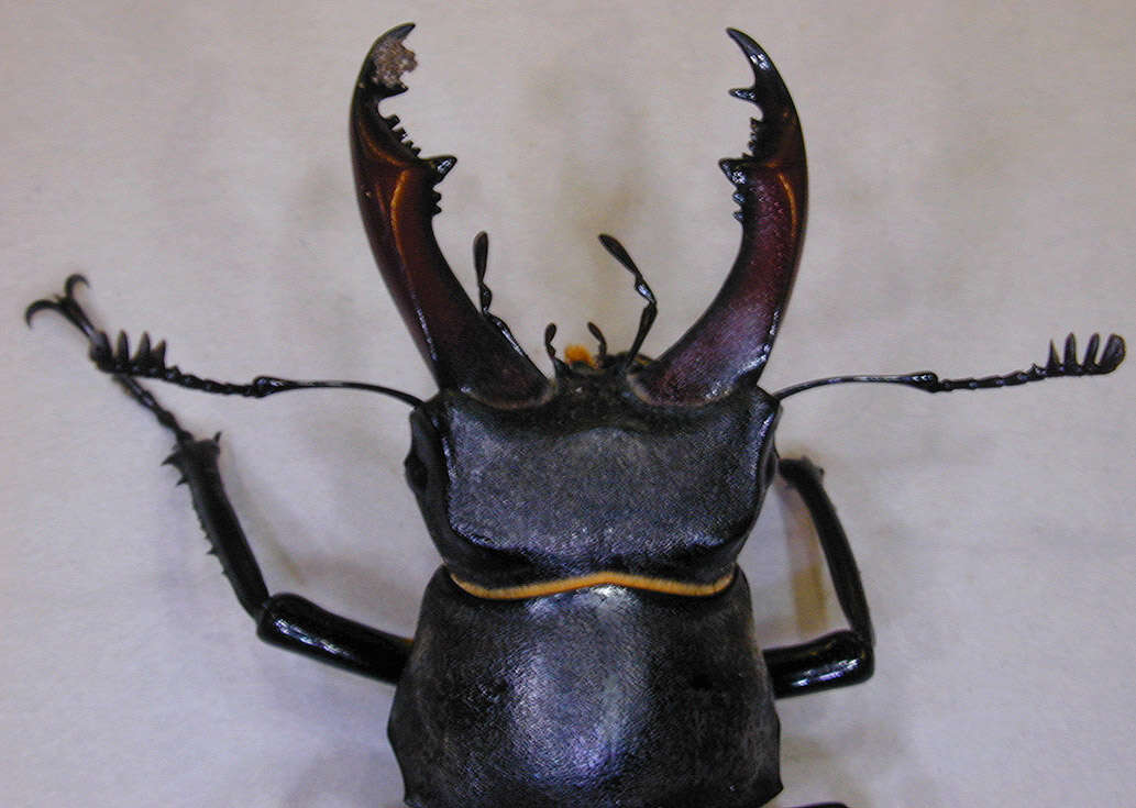 Image of Stag beetle