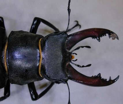 Image of Stag beetle