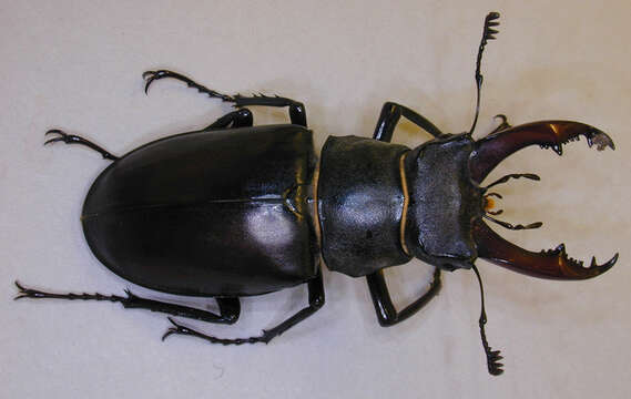 Image of Stag beetle