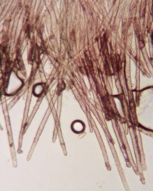 Flagelloscypha的圖片