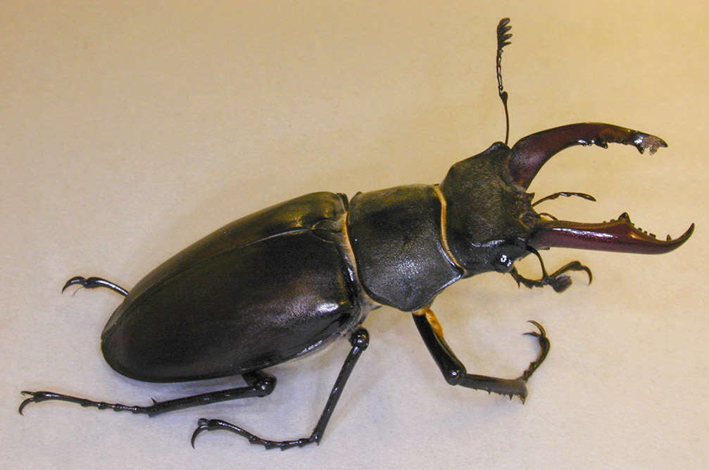 Image of Stag beetle