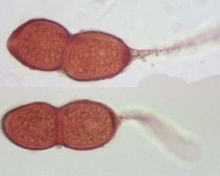 Imagem de Puccinia buxi Sowerby 1809