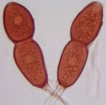 Imagem de Puccinia buxi Sowerby 1809