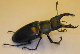 Image of Stag beetle