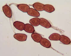 Imagem de Puccinia buxi Sowerby 1809