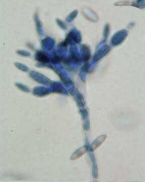 Image of Clonostachys buxi (J. C. Schmidt ex Link) Schroers 2001