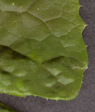 Image of common sowthistle