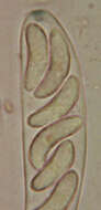 Image of Lanzia echinophila (Bull.) Korf 1982