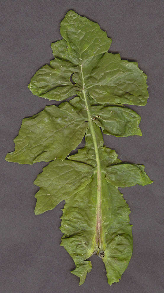 Image of common sowthistle