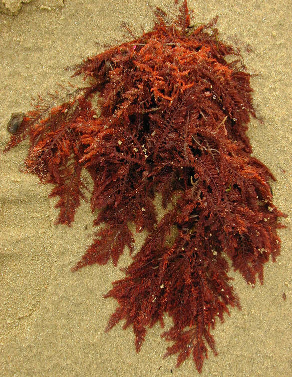 Image of Dasyaceae
