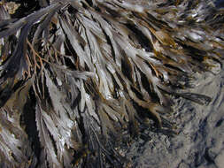 Image of toothed wrack