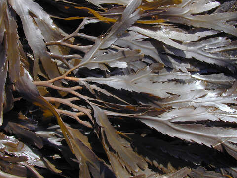 Image of toothed wrack