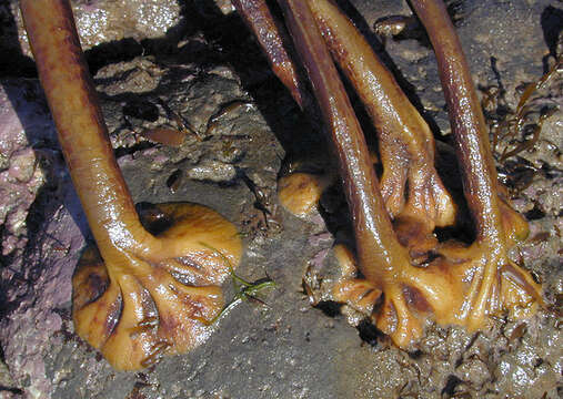 Image of toothed wrack