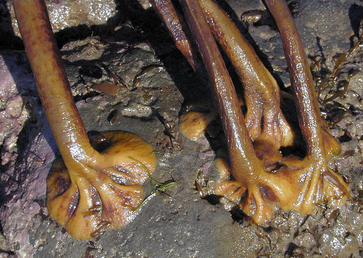 Image of toothed wrack