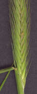 Image of meadow barley