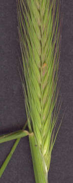 Image of meadow barley