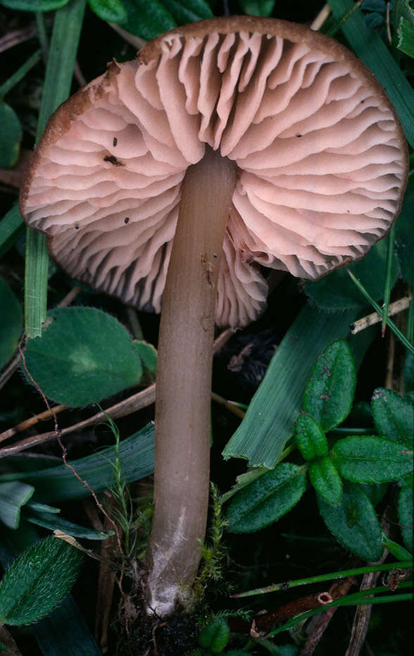 Image of Entoloma turci (Bres.) M. M. Moser 1978