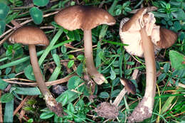 Image of Entoloma turci (Bres.) M. M. Moser 1978