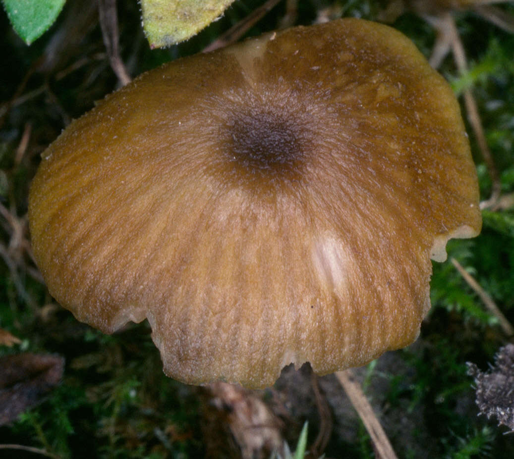 Image of Entoloma incanum (Fr.) Hesler 1967