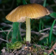 Image of Entoloma incanum (Fr.) Hesler 1967