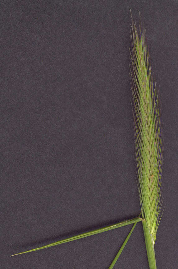 Image of meadow barley