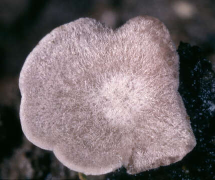 Image of Entoloma byssisedum (Pers.) Donk 1949