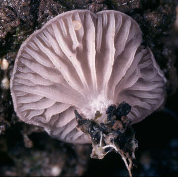 Image of Entoloma byssisedum (Pers.) Donk 1949