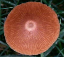 صورة Entoloma cuneatum (Bres.) M. M. Moser 1978