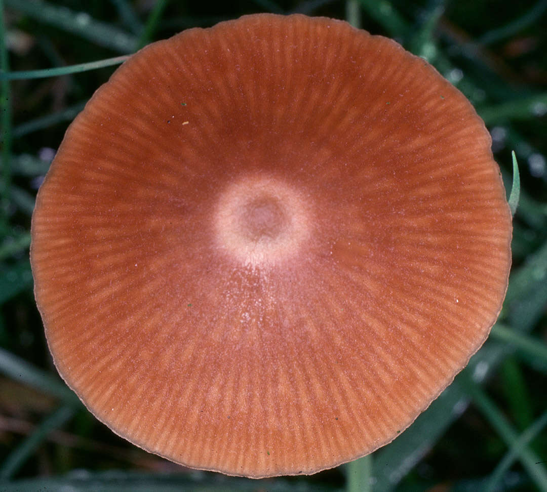 صورة Entoloma cuneatum (Bres.) M. M. Moser 1978