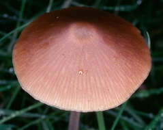 صورة Entoloma cuneatum (Bres.) M. M. Moser 1978