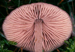 صورة Entoloma cuneatum (Bres.) M. M. Moser 1978