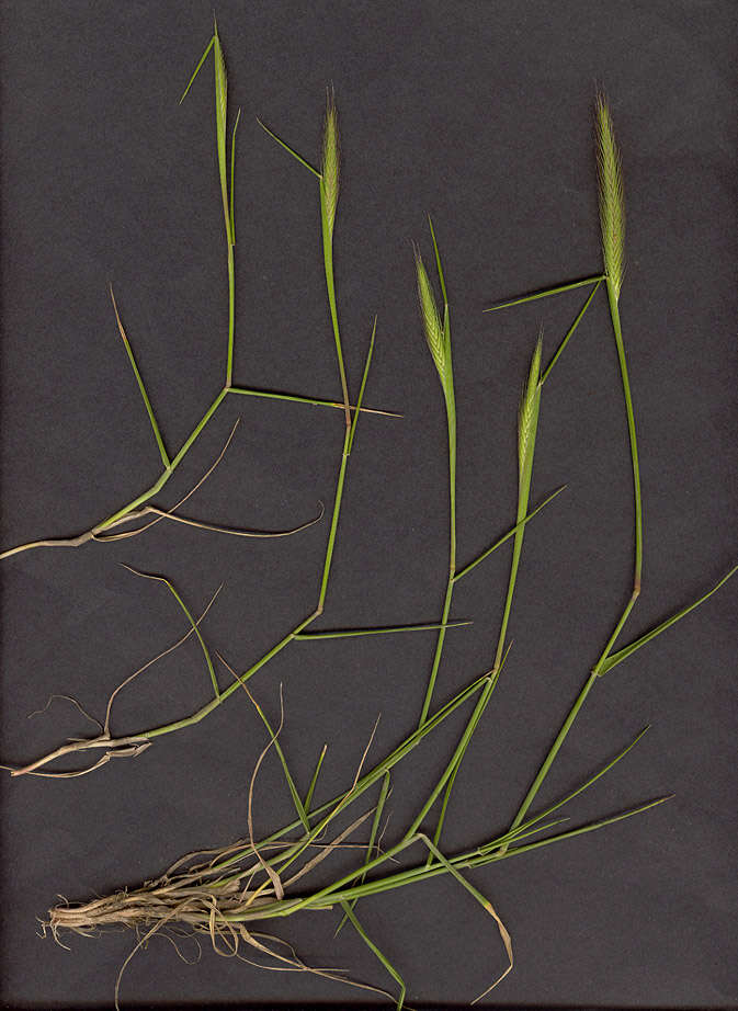 Image of meadow barley