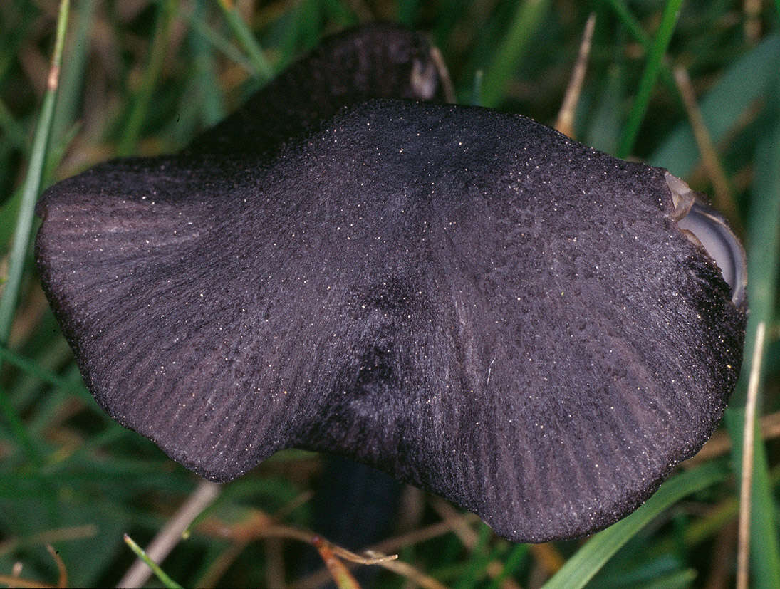 Image of Entoloma serrulatum (Fr.) Hesler 1967