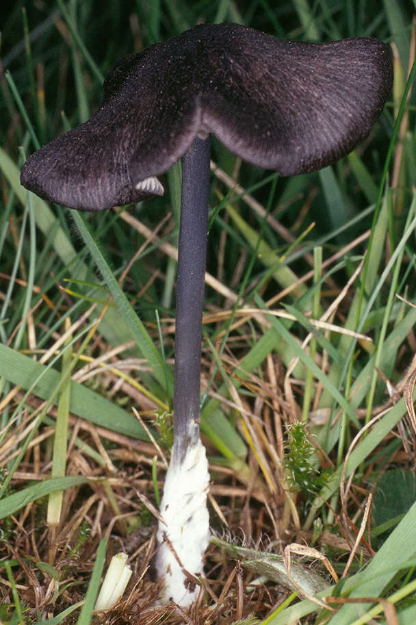 Image of Entoloma serrulatum (Fr.) Hesler 1967